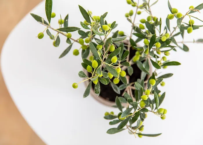 Casa de Férias Harmony Luxury Naxos