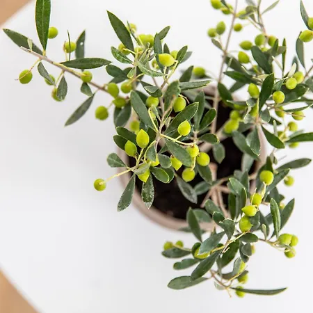 Prázdninový dům Harmony Luxury Naxos